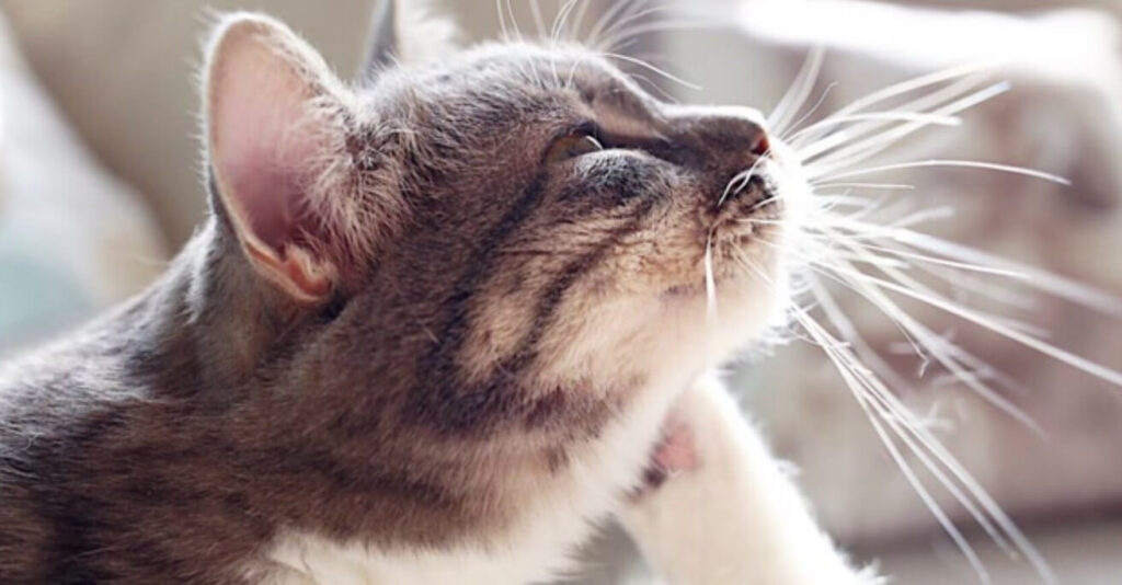 Can Lice Live on Cats