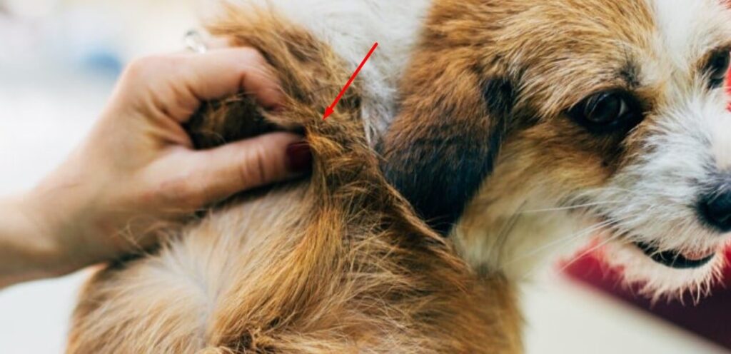 Can Lice Live on Dogs