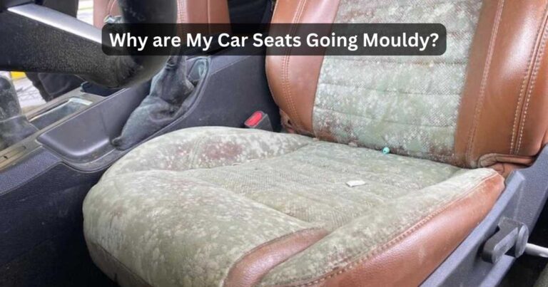 Car Seats growing Mold
