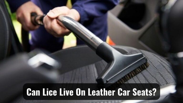 Lice Living On Leather Car Seats