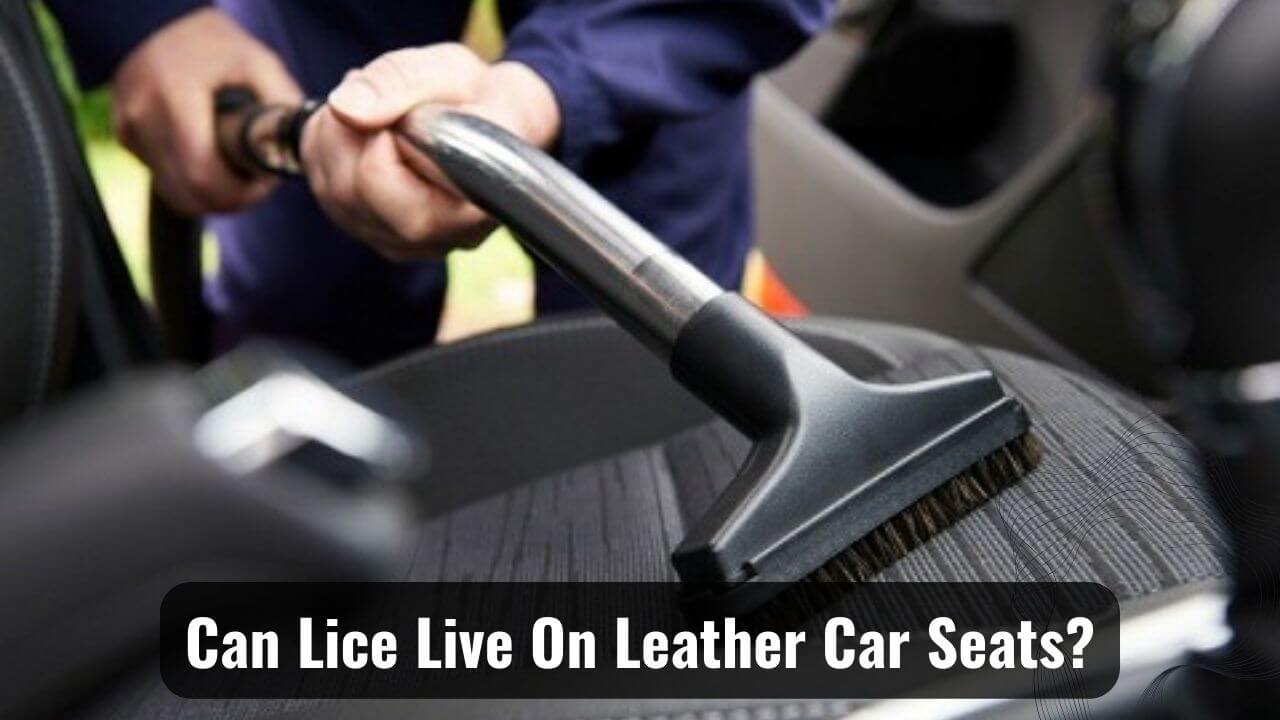 Can Lice Live On Leather Car Seats? Know The Myth!