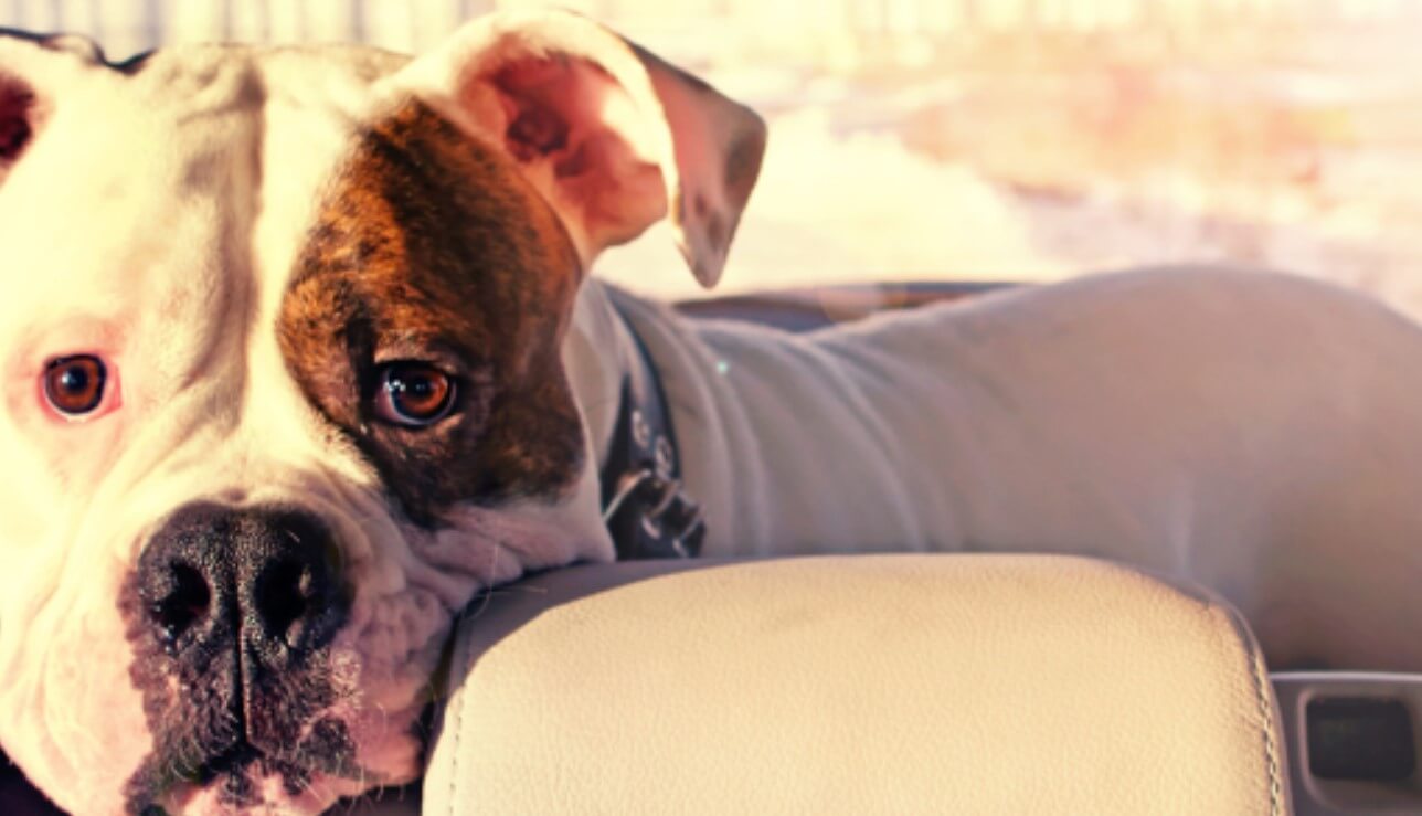 Why Does My Dog Lick The Car Seat Is It Bad Or Something?