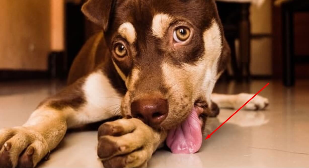 Why Does My Dog Lick The Car Seat Is It Bad Or Something?