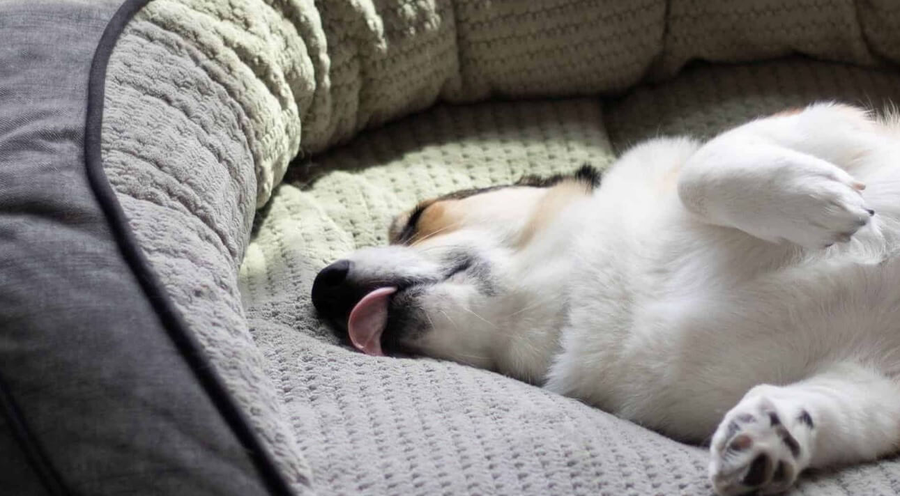 Why Does My Dog Lick The Car Seat Is It Bad Or Something?