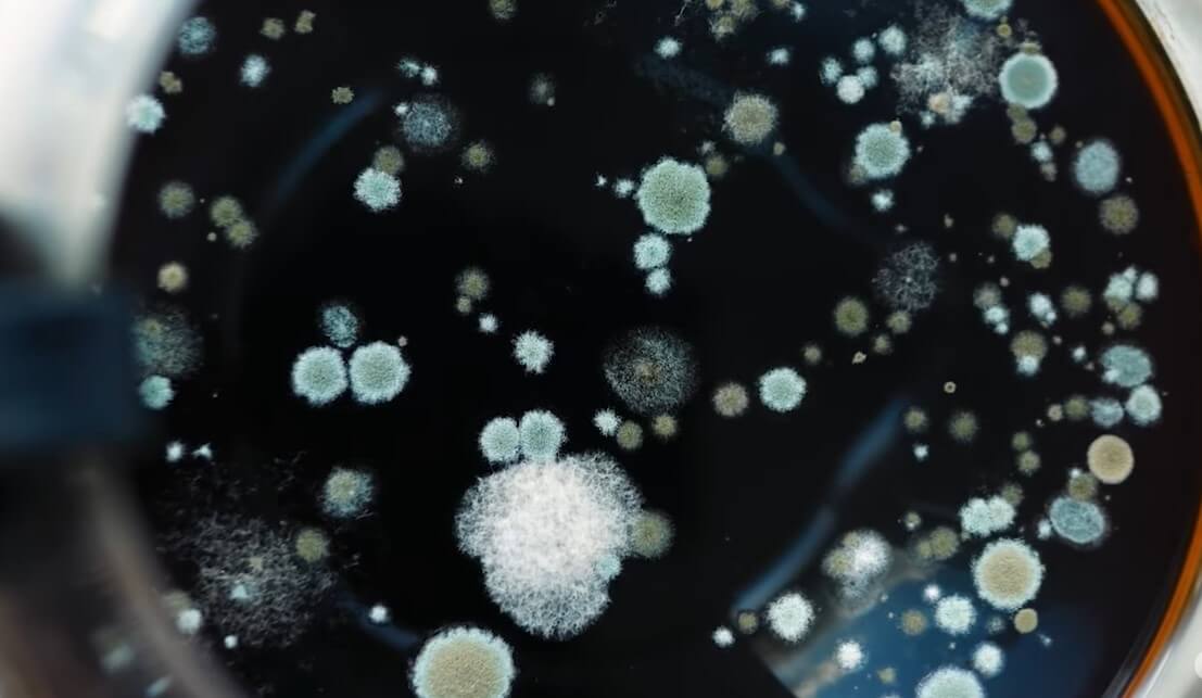 Why Does My Car Smell Like Poop? Dealing With The Stink