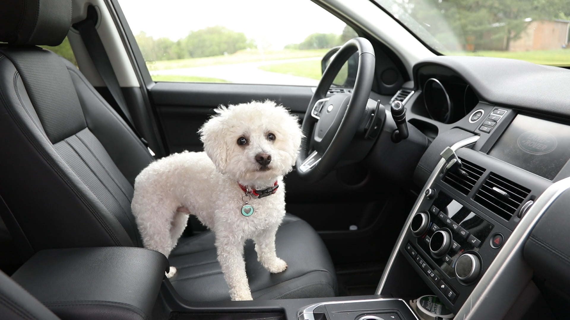 is leaving a dog in a car illegal