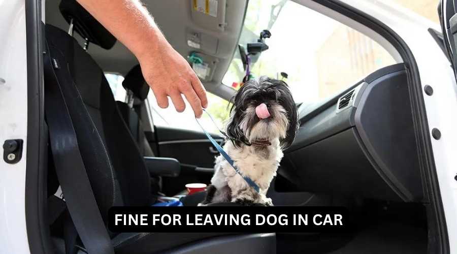 Fine for leaving dog in car