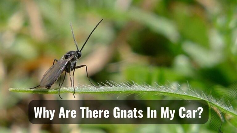 Gnats In My Car