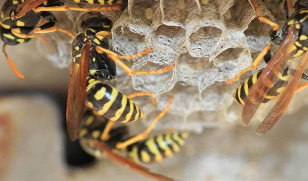 Real Truth Why Are Yellow Jackets Attracted To My Car? Psycho Autos