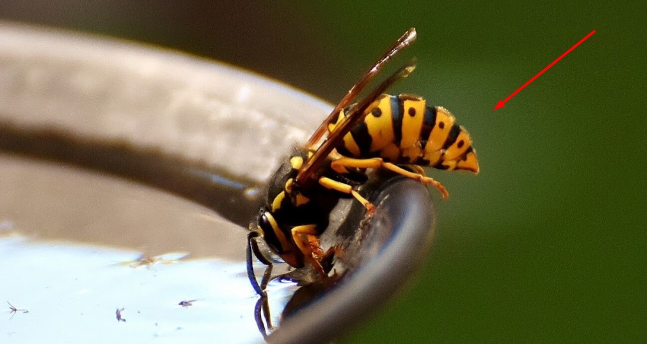 Real Truth Why Are Yellow Jackets Attracted To My Car? Psycho Autos