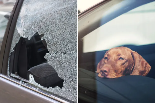 Is It Legal to Break a Car Window to Save a Dog in Arizona