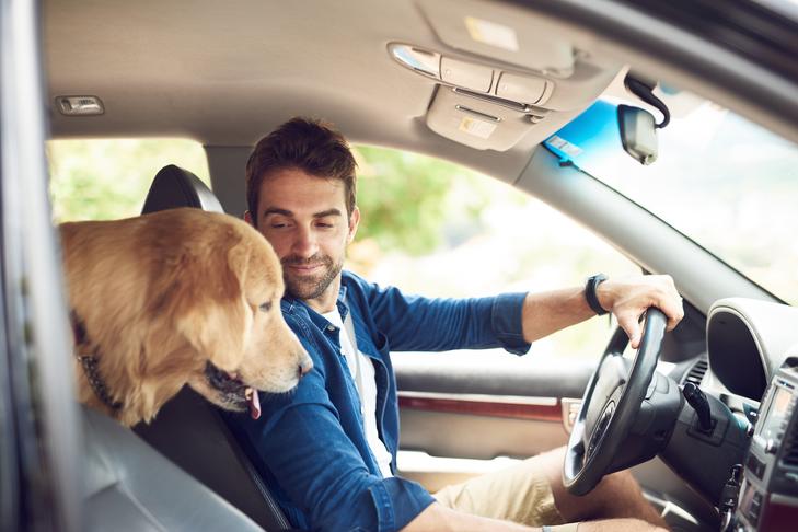 Arizona Dog In Car Law | Learn Everything About It!