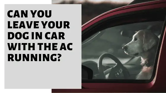 Is it illegal to leave your dog in the car with the AC on