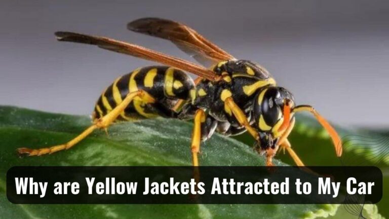 My Car is Attracted by Yellow Jackets