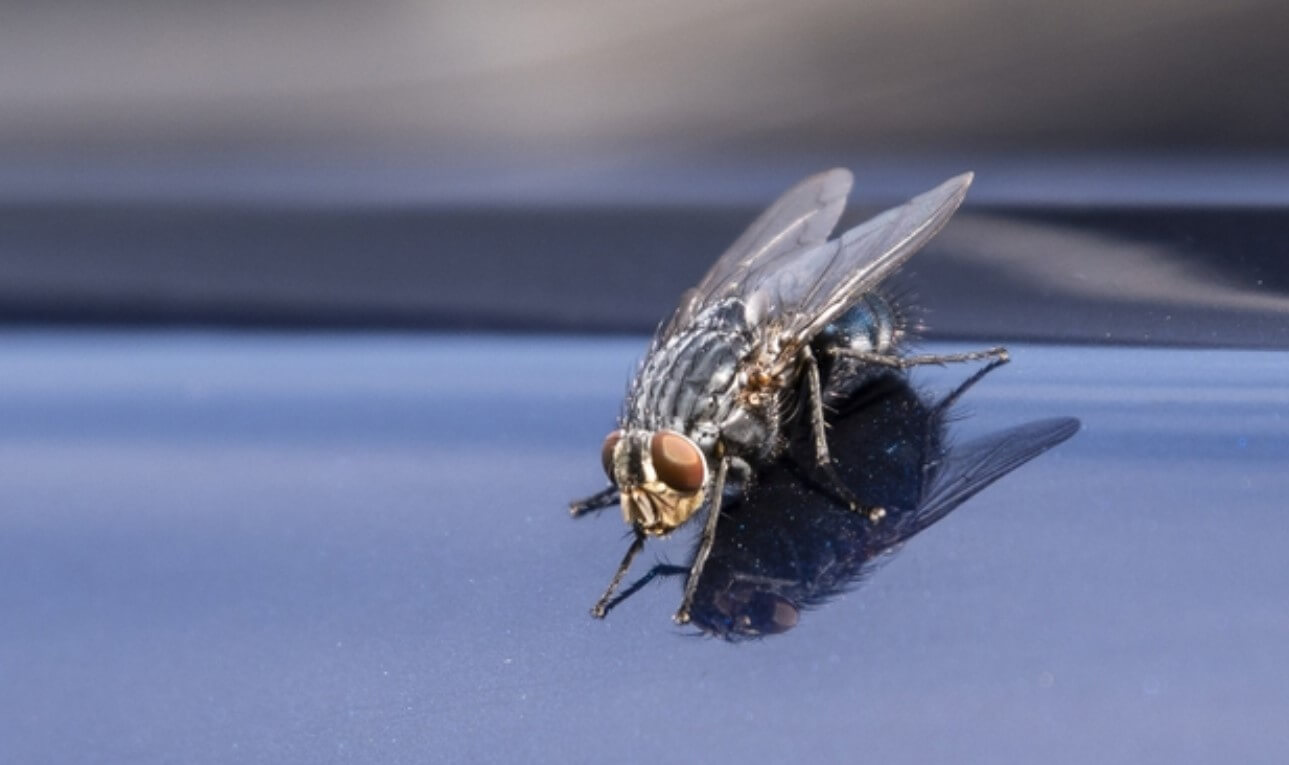 Roadside Gnats Why Are There Gnats In My Car?