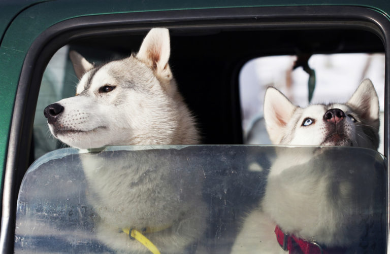 What is the Arizona Dog in Car Law