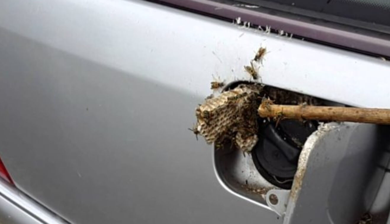 Real Truth Why Are Yellow Jackets Attracted To My Car? Psycho Autos