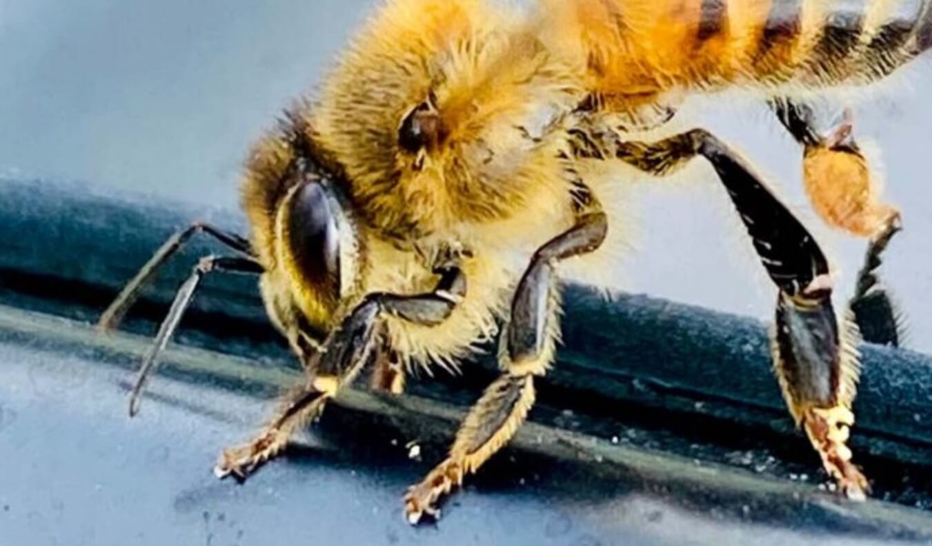 Real Truth Why Are Yellow Jackets Attracted To My Car? Psycho Autos