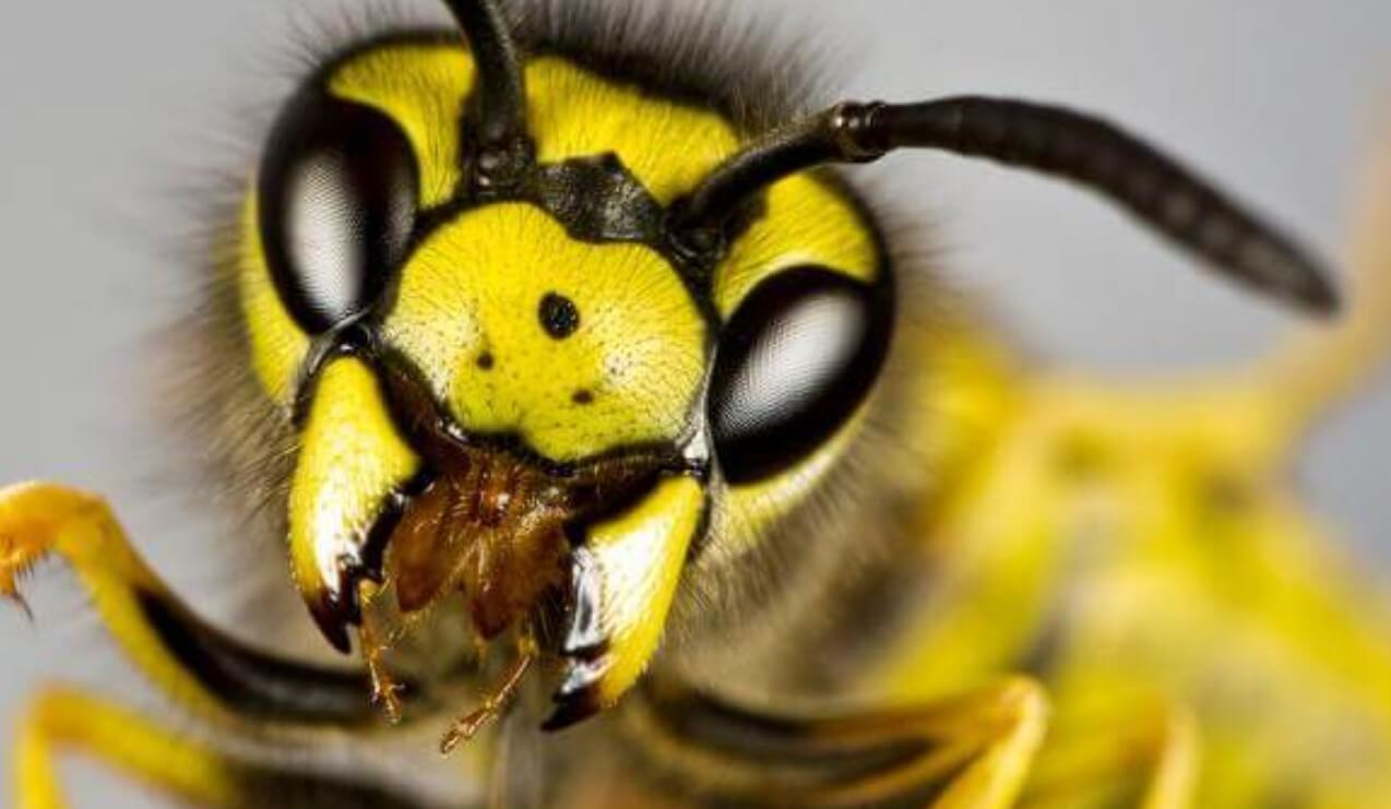 Real Truth Why Are Yellow Jackets Attracted To My Car? Psycho Autos