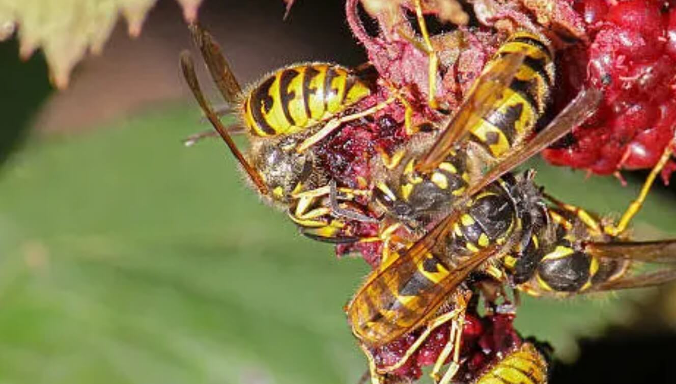 Real Truth Why Are Yellow Jackets Attracted To My Car? Psycho Autos