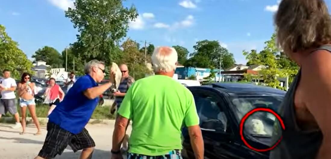 Dog In Car Law Illinois What Pet Owners Must Understand