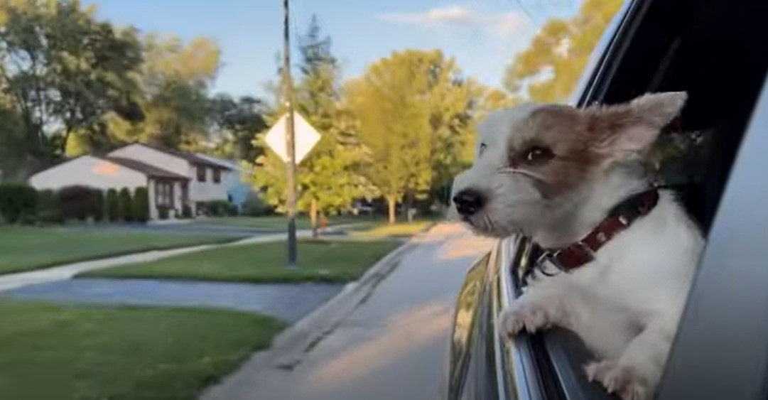 Florida Dog In Car Law Know The Regulations Psycho Autos