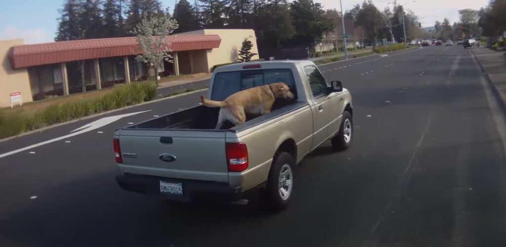 Dog Riding In Back Of Truck Law Texas Know The Rules!