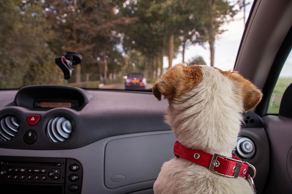 Driving with dog in car law Texas
