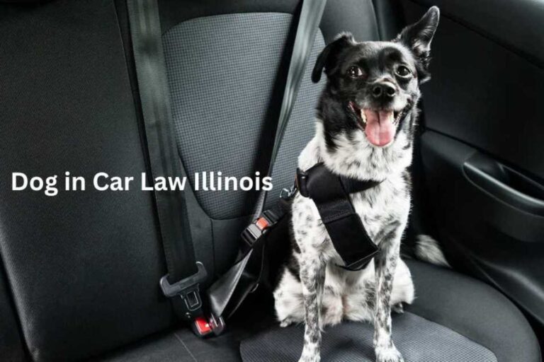 Illinois dog in car law