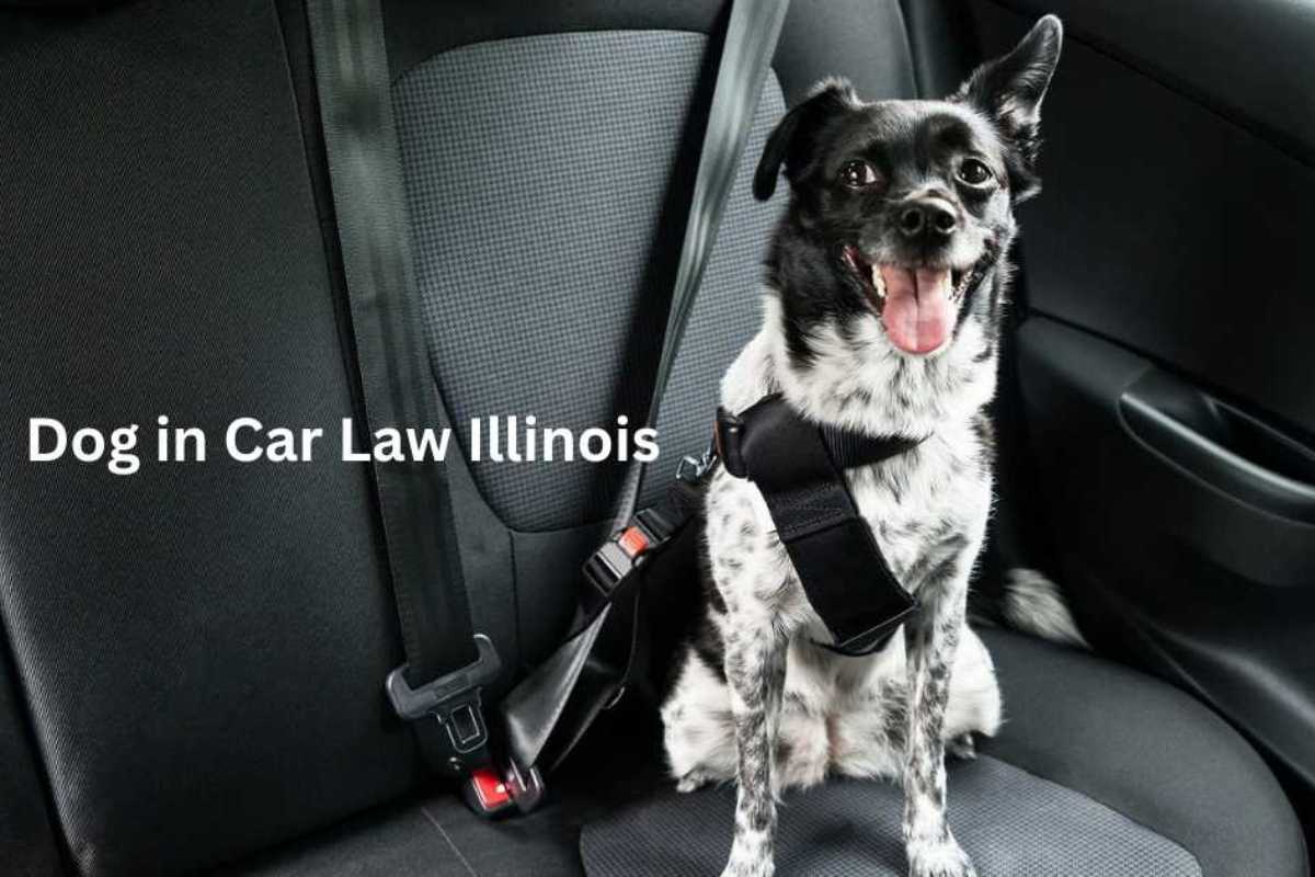 dog-in-car-law-illinois-what-pet-owners-must-understand