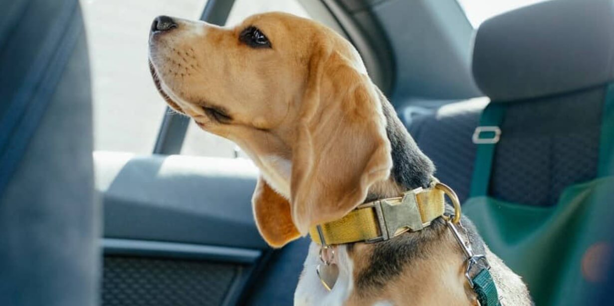 Doggy Seat Belt 101 New Jersey Seat Belt Law For Dogs!