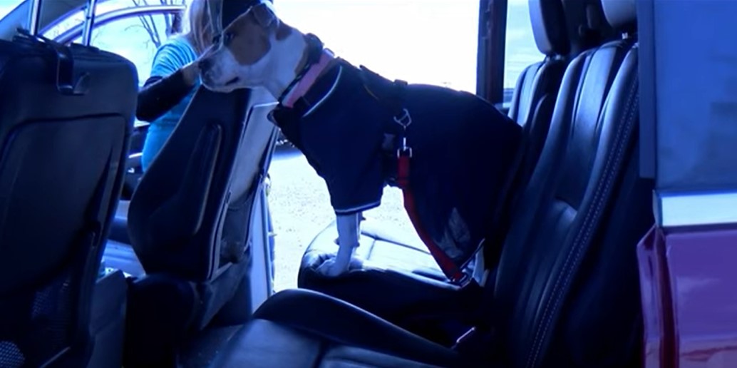 Dog In Car Law Illinois What Pet Owners Must Understand