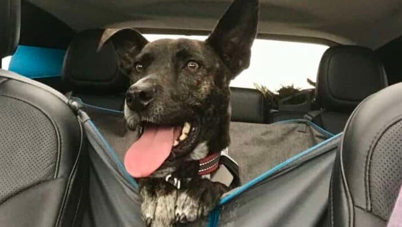 Doggy Seat Belt 101 New Jersey Seat Belt Law For Dogs!