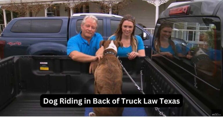 can dog ride in back of truck