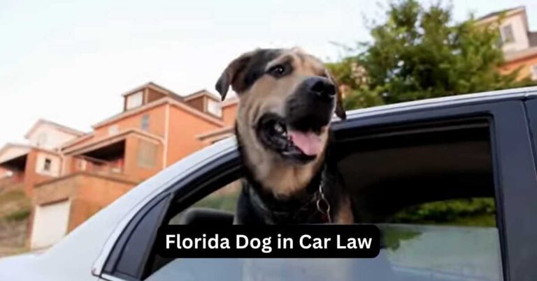 leave dog in car with ac running in florida